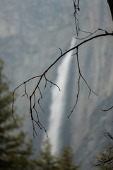 Thin Branch Hangs Down With Yosemite Falls In The Distance