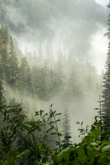 Thin Fog Shows The Layers Of Trees On The Mountains of Mount Rainier