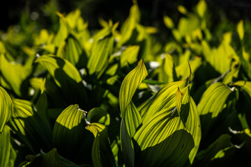 Tip of Green False Hellebore Backlit By Fading Evening Light
