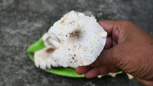 Termitomyces schimperi mushroom. It &nbsp;is a large&nbsp;mushroom&nbsp;associated with the termite species&nbsp;Macrotermes michaelseni. It contains lots of vitamins. It increases the immunity of our body.

