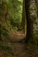 Tunnel Of Trees Line The Wonderland Trail In Mount Rainier