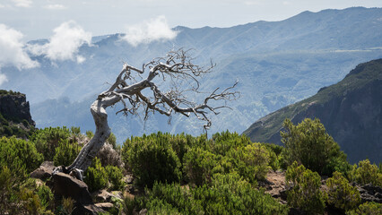 White crooked burnt tree standing alone in mountainous landscape, Madeira, Portugal