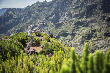 White crooked burnt tree standing alone in mountainous landscape, Madeira, Portugal