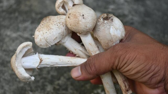 Termitomyces schimperi mushroom. It &nbsp;is a large&nbsp;mushroom&nbsp;associated with the termite species&nbsp;Macrotermes michaelseni. It contains lots of vitamins. It increases the immunity of our body.
