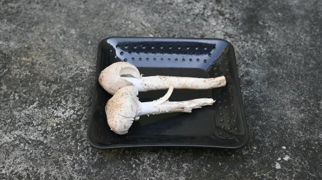 Termitomyces schimperi mushroom. It &nbsp;is a large&nbsp;mushroom&nbsp;associated with the termite species&nbsp;Macrotermes michaelseni. It contains lots of vitamins. It increases the immunity of our body.
