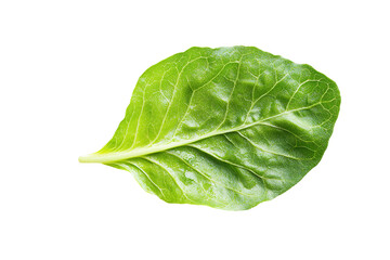 Obraz premium A leafy green vegetable with a stem. on transparent background.