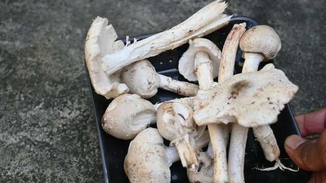 Termitomyces schimperi mushroom. It &nbsp;is a large&nbsp;mushroom&nbsp;associated with the termite species&nbsp;Macrotermes michaelseni. It contains lots of vitamins. It increases the immunity of our body.

