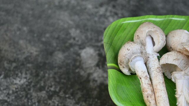 Termitomyces schimperi mushroom. It &nbsp;is a large&nbsp;mushroom&nbsp;associated with the termite species&nbsp;Macrotermes michaelseni. It contains lots of vitamins. It increases the immunity of our body.
