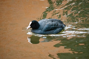 Blässhuhn in einem Teich mit Spiegelung