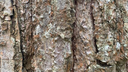 Natural tree bark abstract background wood texture