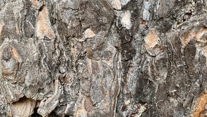 Natural tree bark abstract background wood texture