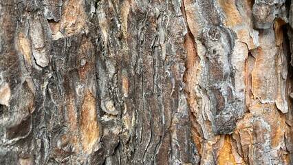 Natural tree bark abstract background wood texture