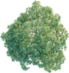 Pouteria lucuma tree plan top view 4k png cutout isolate