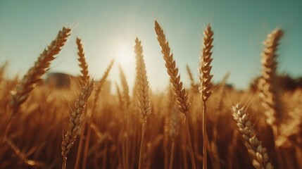 A tranquil scene of golden wheat stands tall in a field, swaying gently with the breeze under a clear sky, reflecting tranquility and the abundance of nature's harvest.
