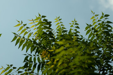 The tree is cultivated in the warmer parts of the country. Neem or Azadirachta indica