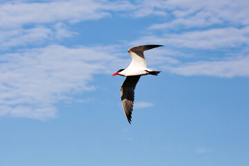 The Caspian tern ( Hydroprogne caspia ) Natural scene from Lake Michigan