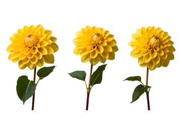 Three Vibrant Yellow Dahlia Flowers with Transparent Background