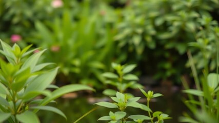 Blurred image of serene natural background with water and plants, greenery, plants
