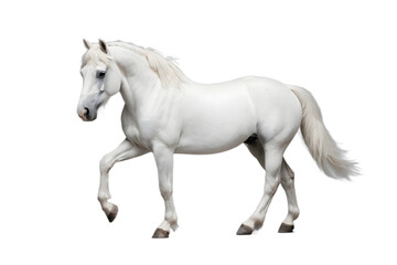 Fototapeta premium Elegant White Horse in Full Profile, Ready for Design Projects