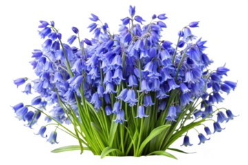 blue hyacinth isolated on white