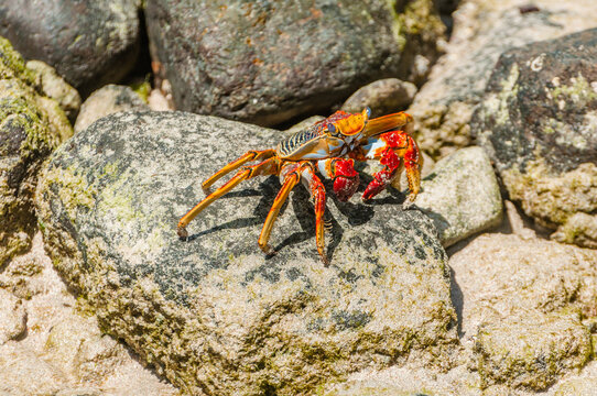 Red aratu crab standing out on the rocks by the sea, with vibrant colors and unique details, perfect to represent the beauty of tropical nature.
