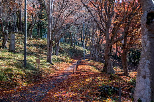 Autumn Leaves in Kyoto, Japan 紅葉　京都　日本