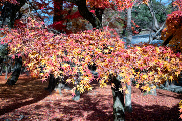 Autumn Leaves in Kyoto, Japan 紅葉　京都　日本