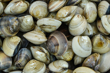 Fresh clams for seafood background
