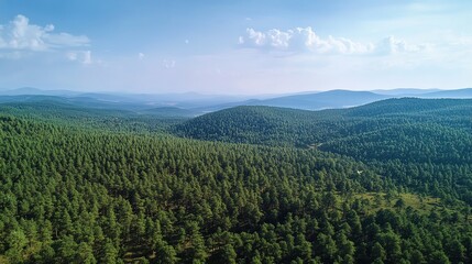 Naklejka premium Expansive Vista of Lush Green Pine Forest: A Serene Natural Retreat