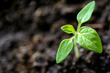 young green plant