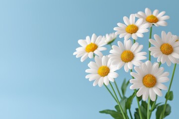 Obraz premium A fresh bouquet of daisies against a soft blue background, showcasing their vibrant white petals and yellow centers.