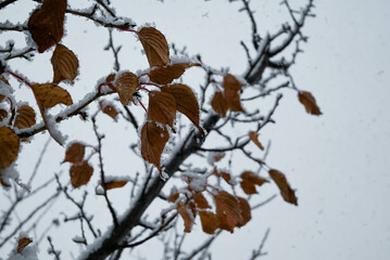 Yellow leaves covered with snow and ice