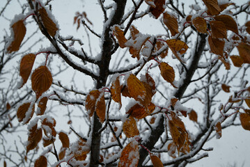 Yellow leaves covered with ice and snow
