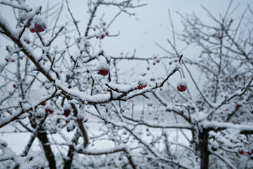 Winter hawthorn berries covered in snow