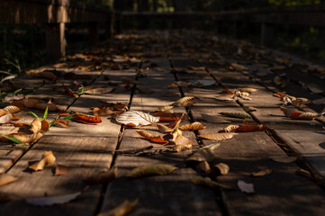 公園の木道に落ちた葉っぱ