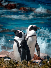 African penguin, also known as the penguin and black-footed penguin. Two penguins are standing on a rocky shoreline, looking out at the ocean. The scene is peaceful and serene, with the birds enjoying