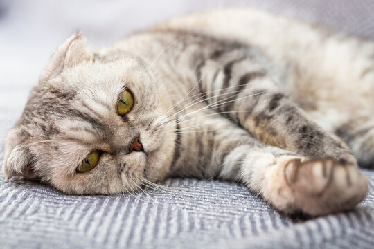 Gray scottish fold posing on gray couch