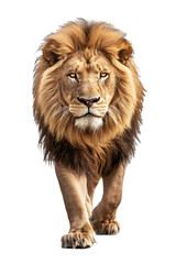 Obraz premium A Lion Walking, Viewed from the Front, Isolated on a Transparent Background, Perfect for Wildlife, Nature, or Animal-Themed Designs