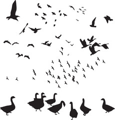 goose duck birds silhouette png
