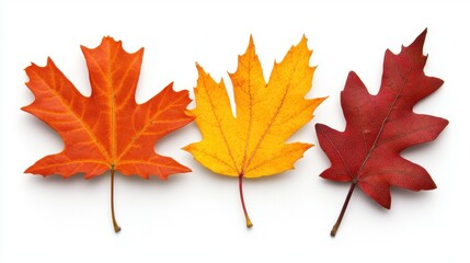 Vibrant Autumn Leaves in Orange, Yellow, and Red Colors on White