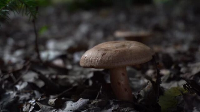 oak milkcap
Lactarius quietus (commonly known as the oak milkcap, oakbug milkcap or southern milkcap) is a brown mushroom. It is easily identified by its oily scent and the concentric bands on its cap