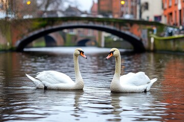 Fototapeta premium A serene canal in Bruges, Belgium, with stone bridges, charming medieval houses, and swans gliding on the water