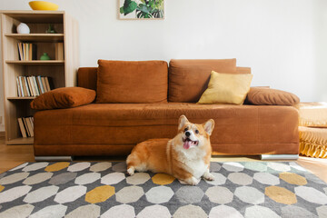 Cute purebred Corgi dog lying on carpet near sofa in living room on daytime. Concept of animal...
