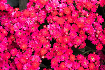 Beautiful Flaming Katy (Kalanchoe blossfeldiana) flowers.