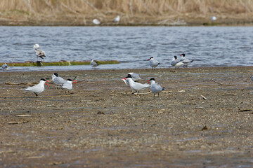 The Caspian tern ( Hydroprogne caspia ) Natural scene from Lake Michigan