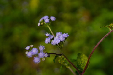Close-up photo of purple flower weed.