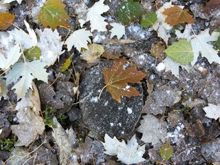 Fallen autumn leaves and snow on the ground. Natural background