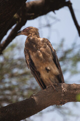 Tanzania Safari adventure to see the wilderness savannah