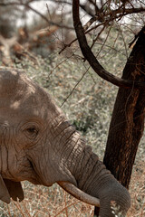 Fototapeta premium Tanzania Safari adventure to see elephants in the wilderness savannah