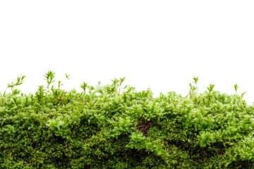 Obraz premium A patch of green moss, isolated on a transparent background, ideal for nature, gardening, or environmental-themed designs.